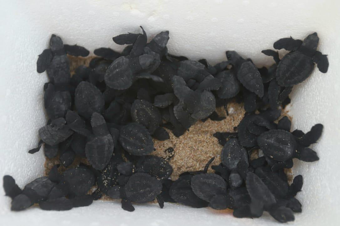 $!La liberación de tortugas se fusiona con el atardecer en Mazatlán