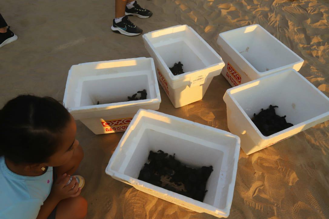 $!La liberación de tortugas se fusiona con el atardecer en Mazatlán