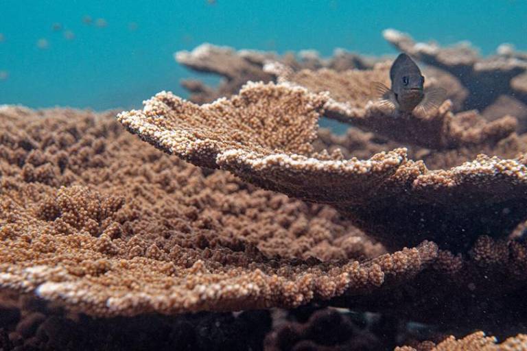 ¿Puede un arrecife sobrevivir al calor extremo? La increíble resistencia del ‘Cocalito’ hondureño