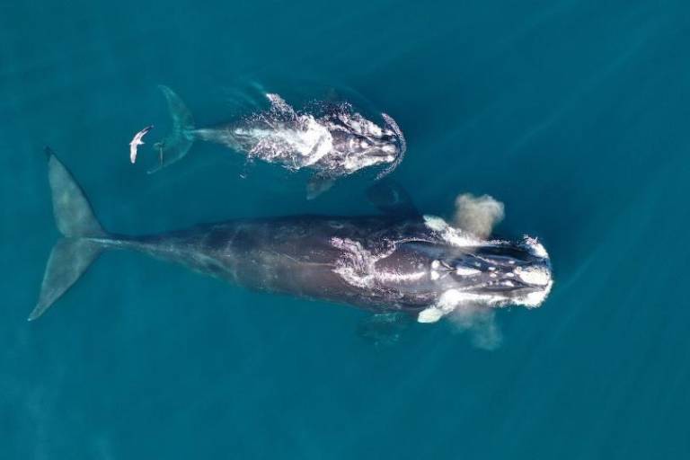 Siguiendo ballenas francas: cómo funciona el proyecto que rastrea sus rutas migratorias desde el espacio exterior