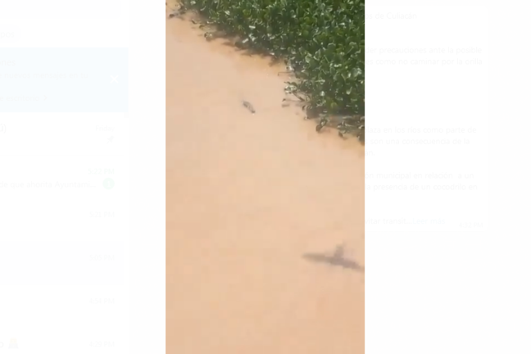 Lluvias propician el avistamiento de cocodrilos en ríos de Culiacán