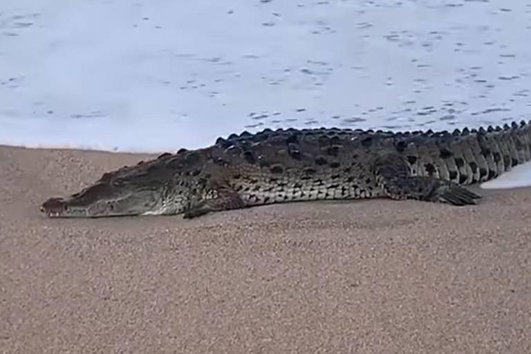 Alerta por un cocodrilo en playa Cerritos, en Mazatlán