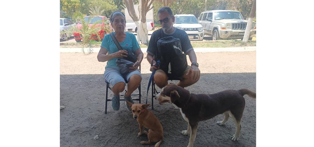 Esterilizar a perros y gatos evitará que haya tantos animales callejeros sufriendo en esta vida, reconocen mazatlecos