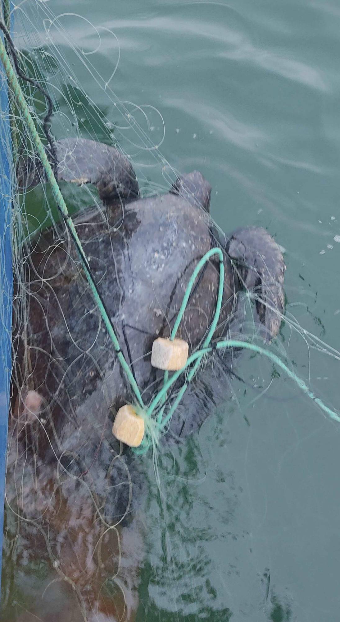 $!Luces de esperanza: la pesca con redes iluminadas protege a las tortugas marinas en el Perú