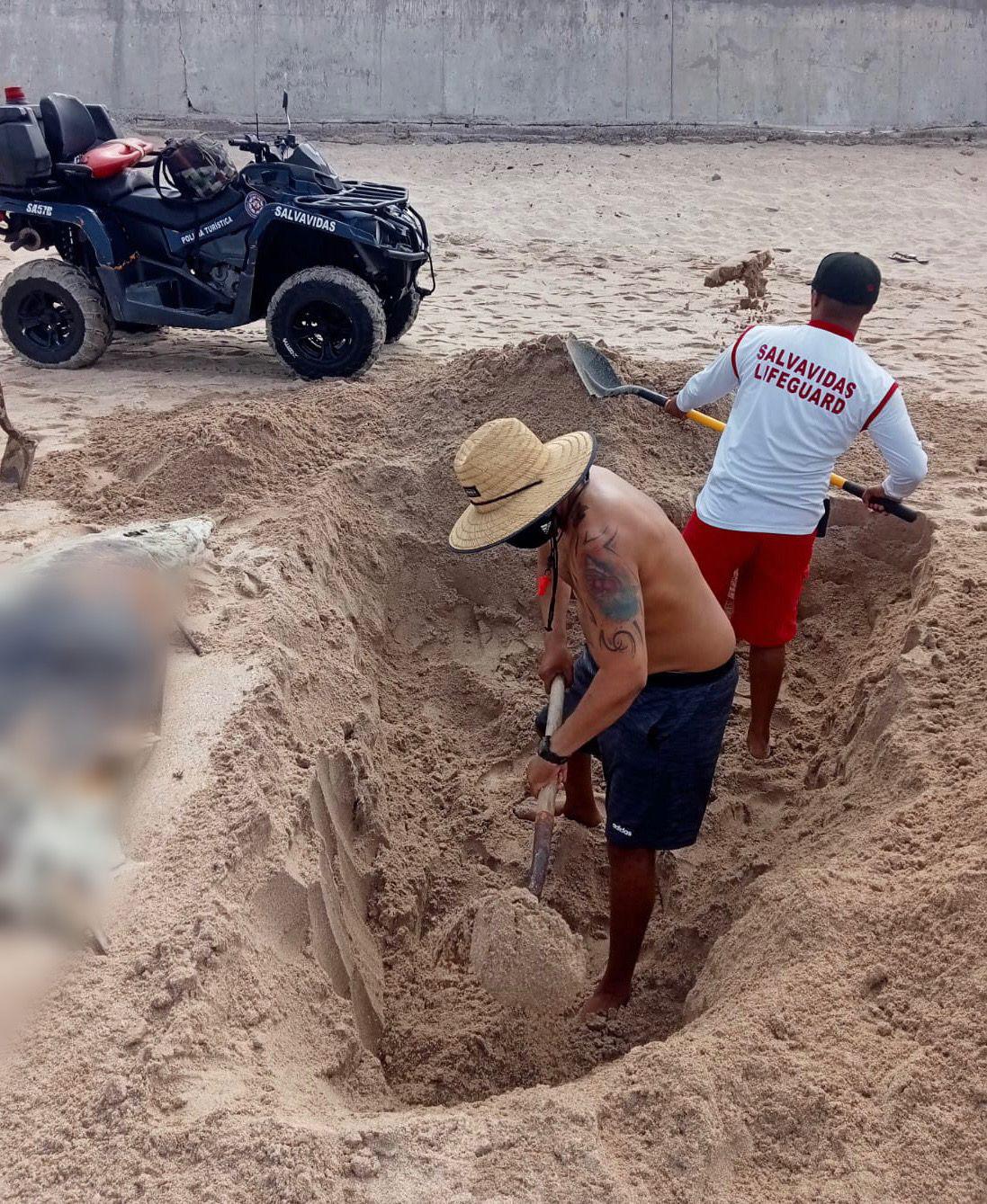 $!En Mazatlán, aparece delfín sin vida y lo entierran salvavidas