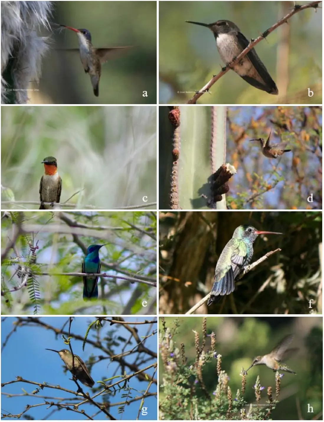 $!Especies de colibríes observadas en el Jardín Botánico Regional de Cadereyta.