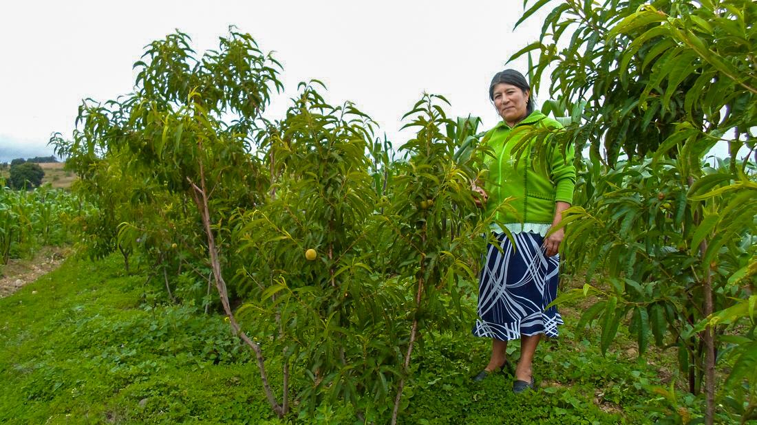 $!Agricultura que combina el cultivo de maíz con la siembra de árboles frutales.