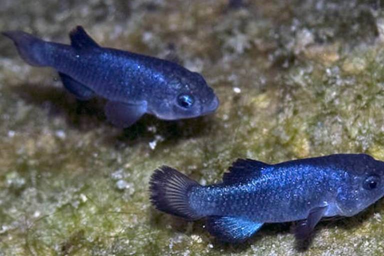 Terremoto en Rusia provoca ola que sacude el último refugio del pez cachorrito del Hoyo del Diablo, especie en peligro de extinción