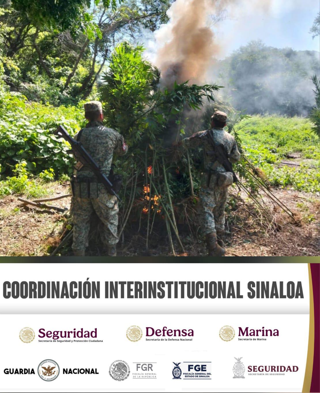 $!Aseguran y destruyen más de 75 mil litros de droga en Culiacán y Cosalá