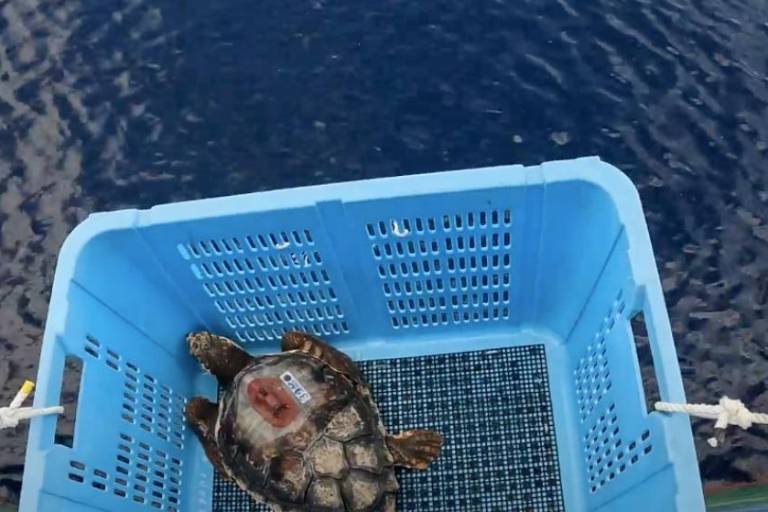 La épica travesía de las tortugas caguama: científicos buscan descifrar el viaje que empieza en Japón y llega a Norteamérica