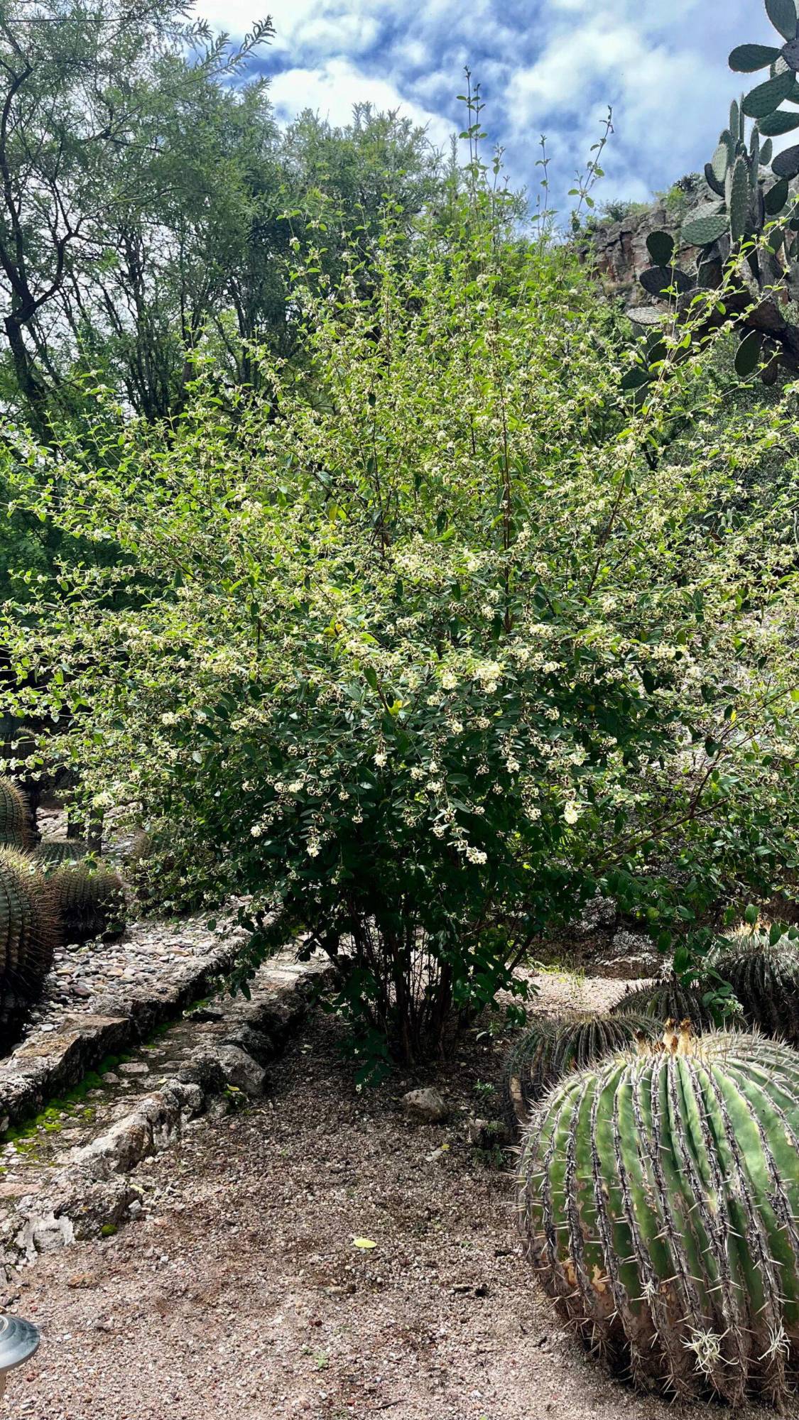 $!El orégano queretano, un arbusto del semidesierto mexicano, protege ecosistemas y polinizadores, aporta medicina tradicional y a la gastronomía mexicana.