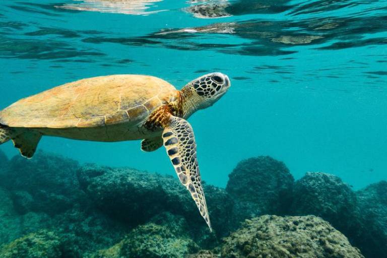 Casi la mitad de las especies migratorias del mundo están en declive, señala ONU para el medio ambiente