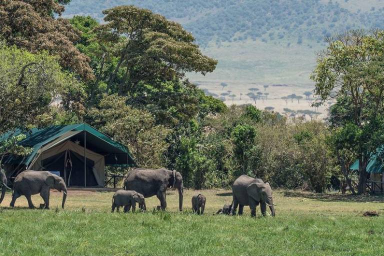 Veinte años de esfuerzos no han frenado el tráfico de especies silvestres: ONU