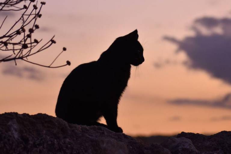 Gripe aviar puede causar la próxima pandemia, dice la OMS