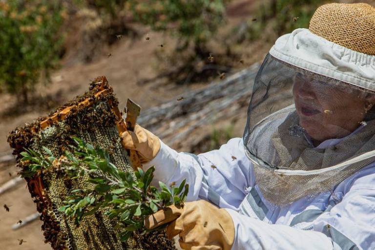 La mujer que extrae miel del desierto de Chile