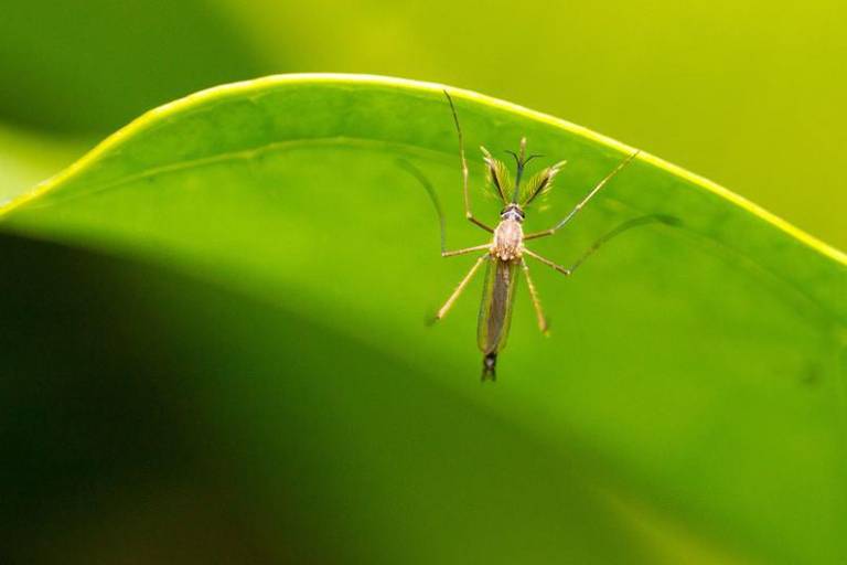 Cambio climático empuja el dengue hacia Europa y Sudamérica: OMS