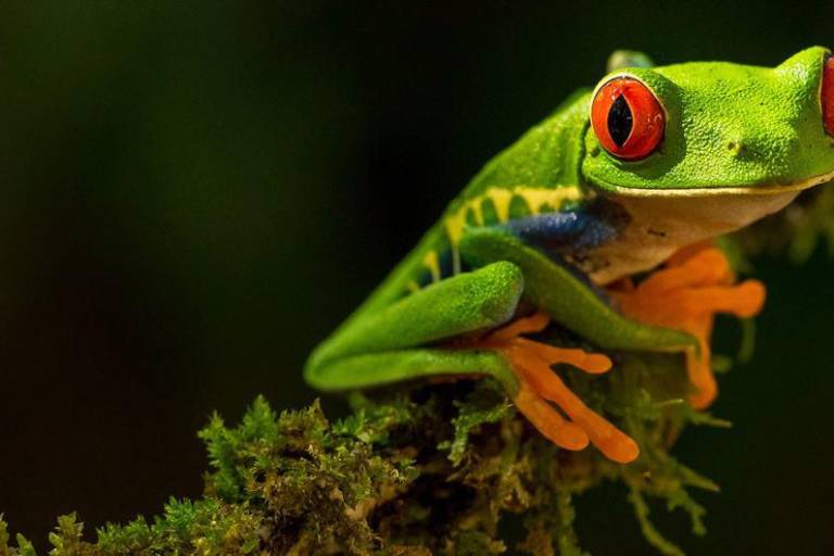 Urge presionar a gobiernos y empresas para proteger la biodiversidad: Guterres