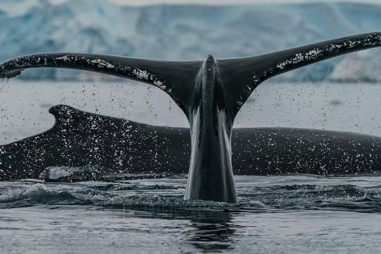 Un nuevo acuerdo protegerá la biodiversidad marina en aguas internacionales