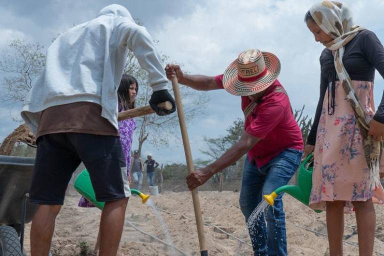 Miembros del pueblo indígena Wayúu de Ipanamá, Colombia, siembran semillas en el polvoriento terreno desértico.