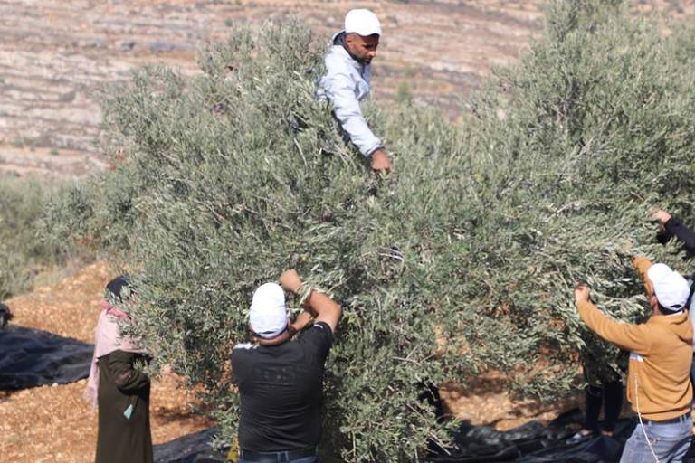 Los ataques contra la cosecha de aceitunas aumenta en Cisjordania como parte de una ofensiva anexionista