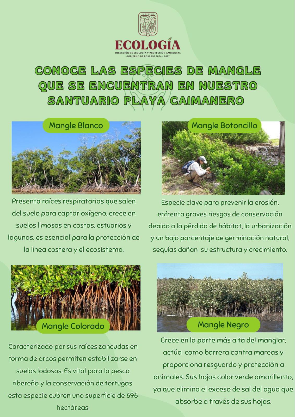 $!Destaca Ecología Rosario los tipos de manglares e importancia en Santuario Playa Caimanero