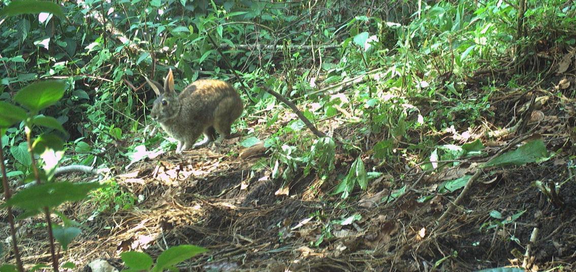 $!Videos captan al conejo de Omiltemi, especie que se creía extinta desde hace 120 años en México