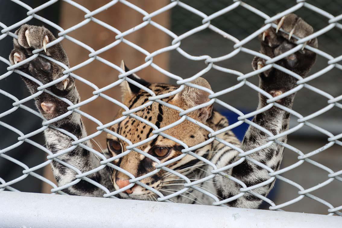 $!Barto, en su jaula, en el hogar de paso. De acuerdo con un estudio, los ocelotes pueden llegar a caminar 10 horas cada noche en busca de alimento.