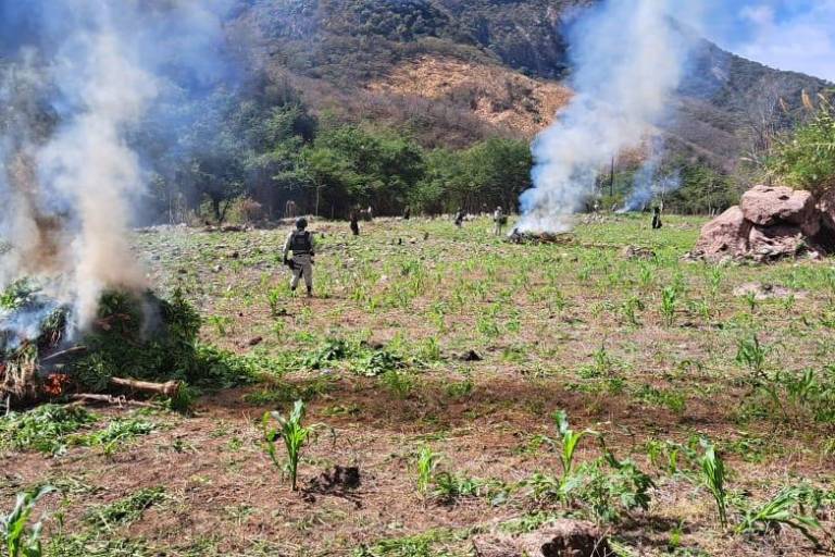 Destruyen plantíos de amapola y mariguana en Tamazula, Durango