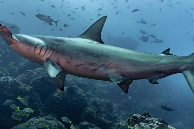 Denuncian traslado ilegal de 12 toneladas de aletas de tiburón en Costa Rica bajo figura de ‘reexportación’