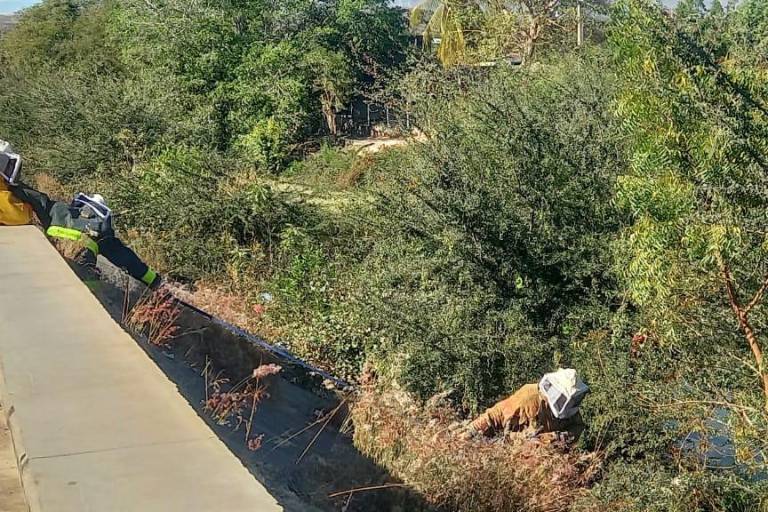 Atacan abejas a menor y su perrito en Escuinapa