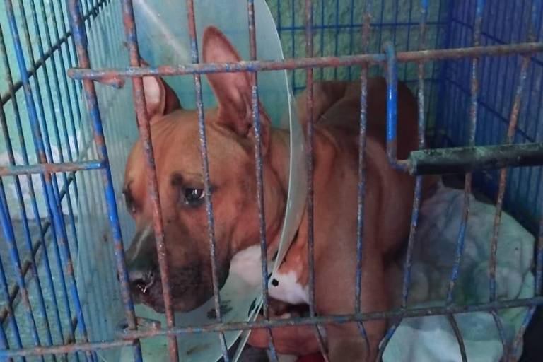 Diagnostican al perrito ‘Máster’ como estable y con mejor semblante