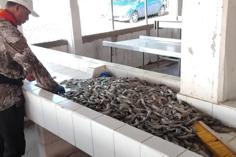Pescadores de Las Aguamitas, Navolato, reportan capturas variables durante las primeras semanas de la temporada de camarón.