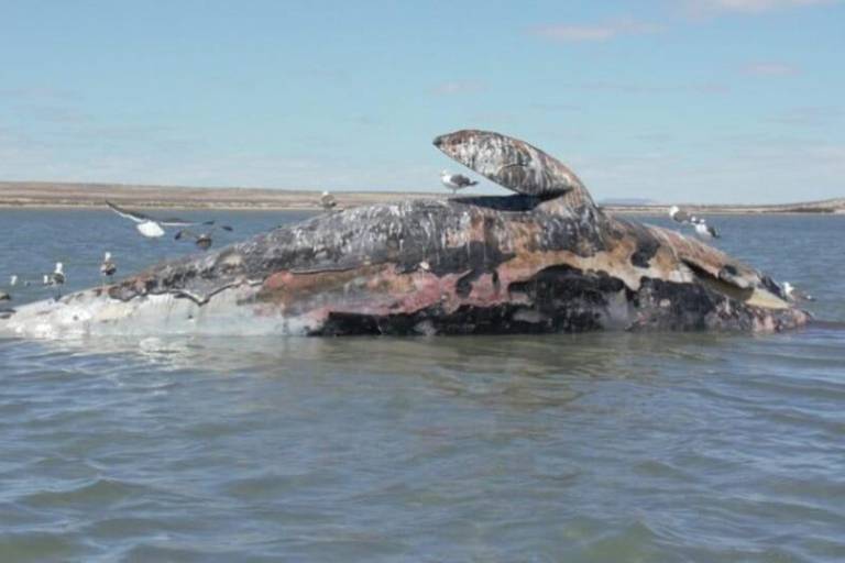 Crisis silenciosa en México: 92 ballenas grises muertas en Baja California Sur