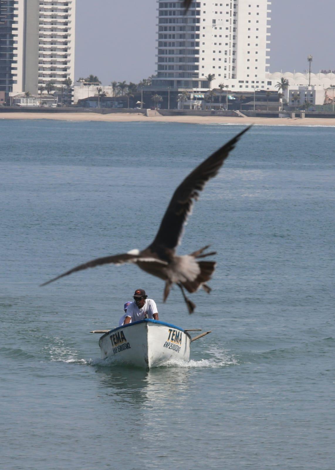$!Se demora la llegada del popular pez ‘pajarito’ a Mazatlán