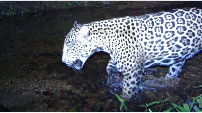 México: el reto de conservar uno de los últimos refugios del jaguar en la costa de Jalisco