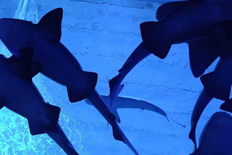 Gran Acuario Mar de Cortés sensibiliza sobre la relevancia ecológica de los tiburones