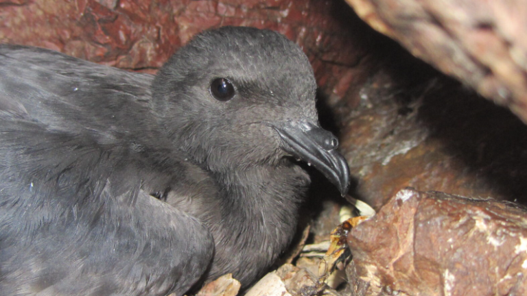 4Adulto de Petrel negro.