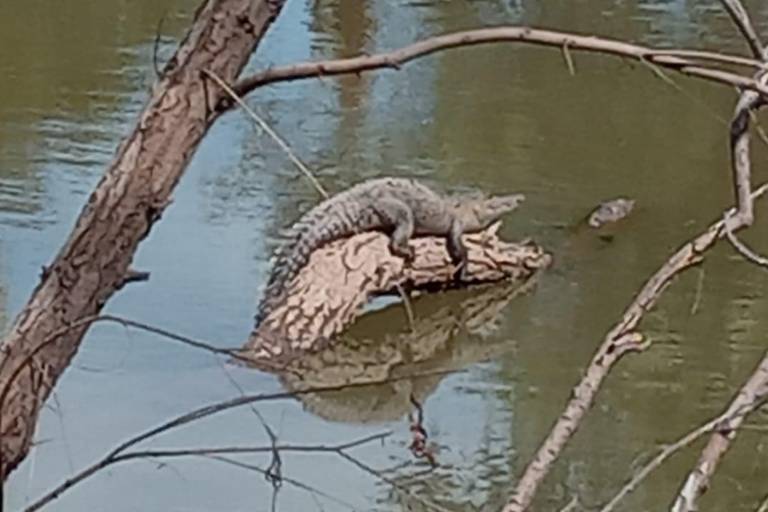 Cría de cocodrilo es vista en la ribera del río Tamazula, en Culiacán