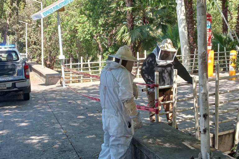 Tras casi cuatro horas, Protección Civil logra controlar enjambre de abejas que acechaba el puente bimodal