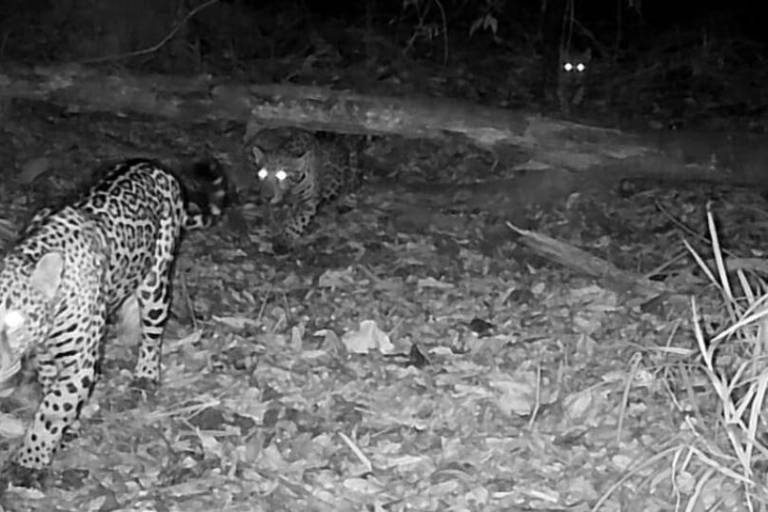 Jaguardianes, la iniciativa comunitaria que cambió para siempre la relación entre pobladores y jaguares en Chiapas