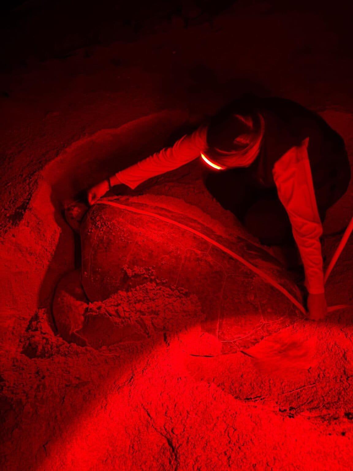 $!Rastreando el nacimiento de la tortuga verde: el aumento de la temperatura en el mar impacta en la anidación de la especie en las costas de México