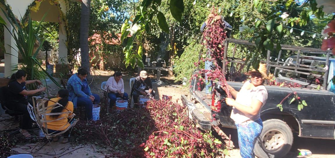 $!Familias se unen para realizar la cosecha de jamaica en Las Habitas, Rosario