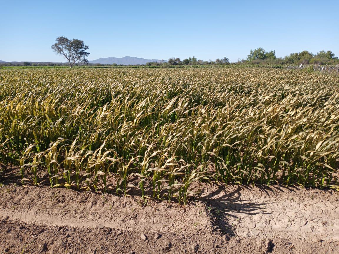 $!En Guasave reportan más de 500 hectáreas de maíz y 50 de sorgo con daños por bajas temperaturas