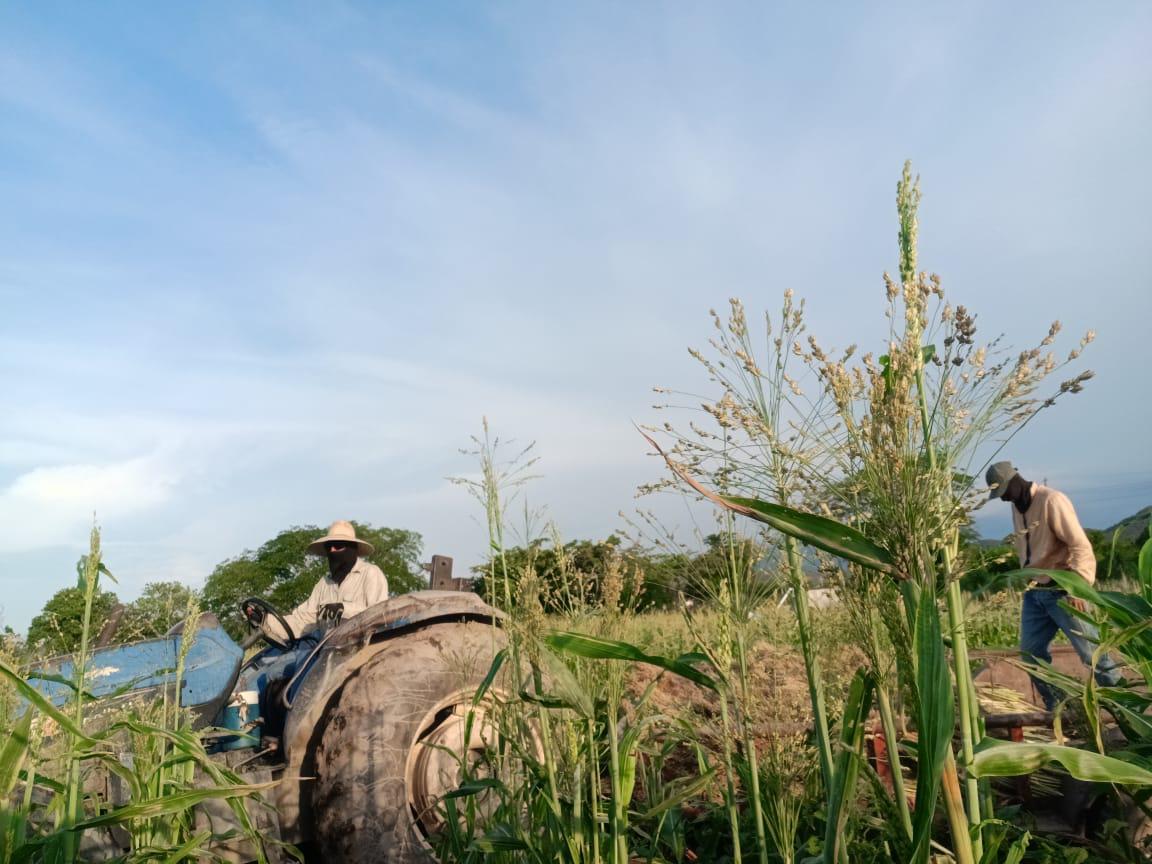 $!Conservan poblados Rosario proceso artesanal para elaborar escobas