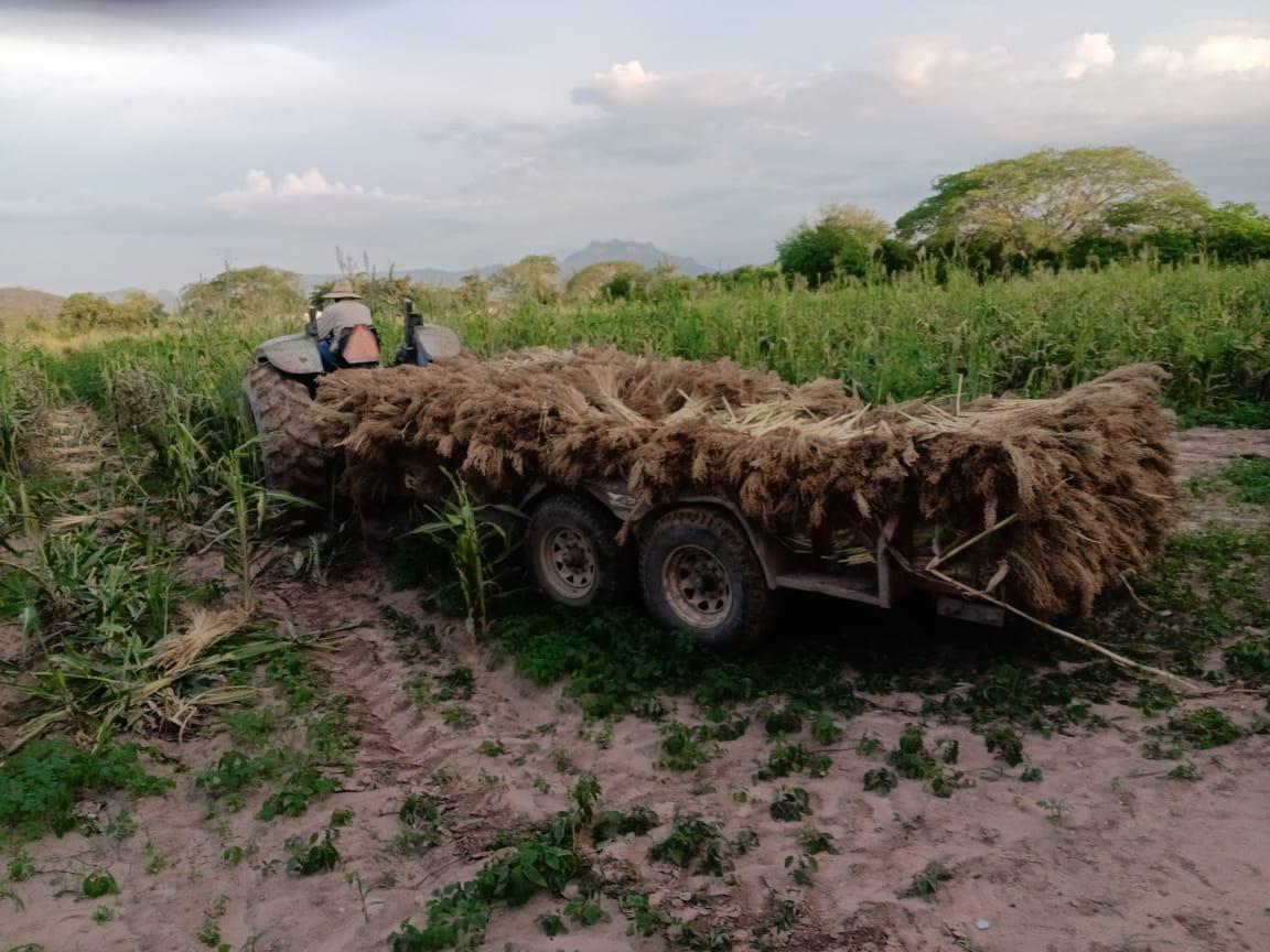 $!Conservan poblados Rosario proceso artesanal para elaborar escobas