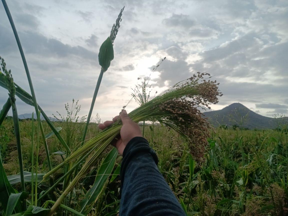 $!Conservan poblados Rosario proceso artesanal para elaborar escobas