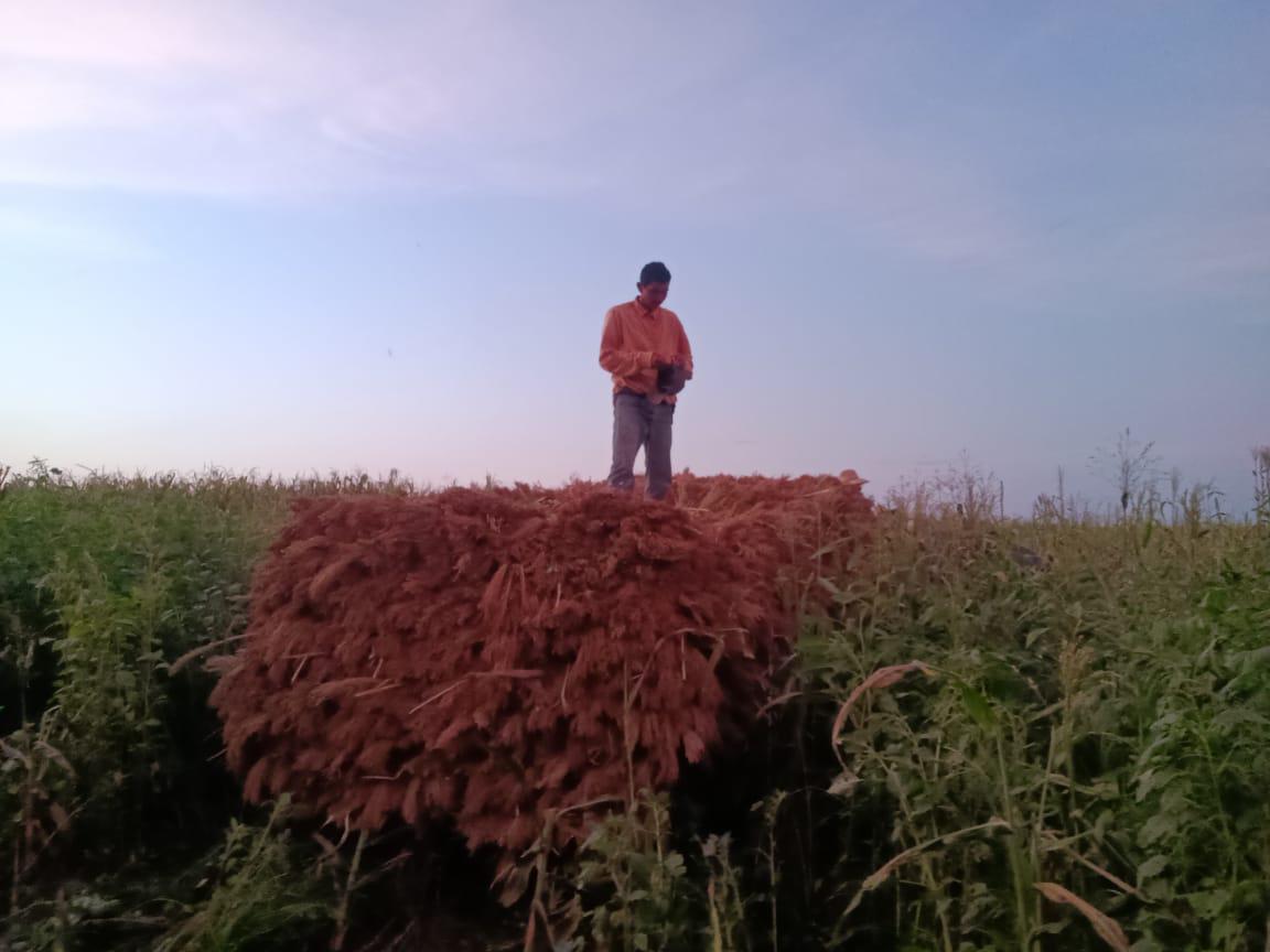 $!Conservan poblados Rosario proceso artesanal para elaborar escobas