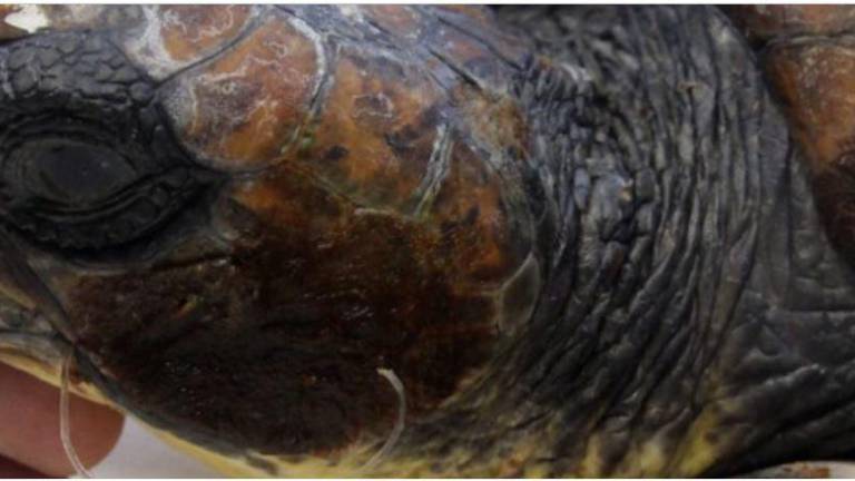 Salvan a las tortugas enfermas por el plástico en los océanos