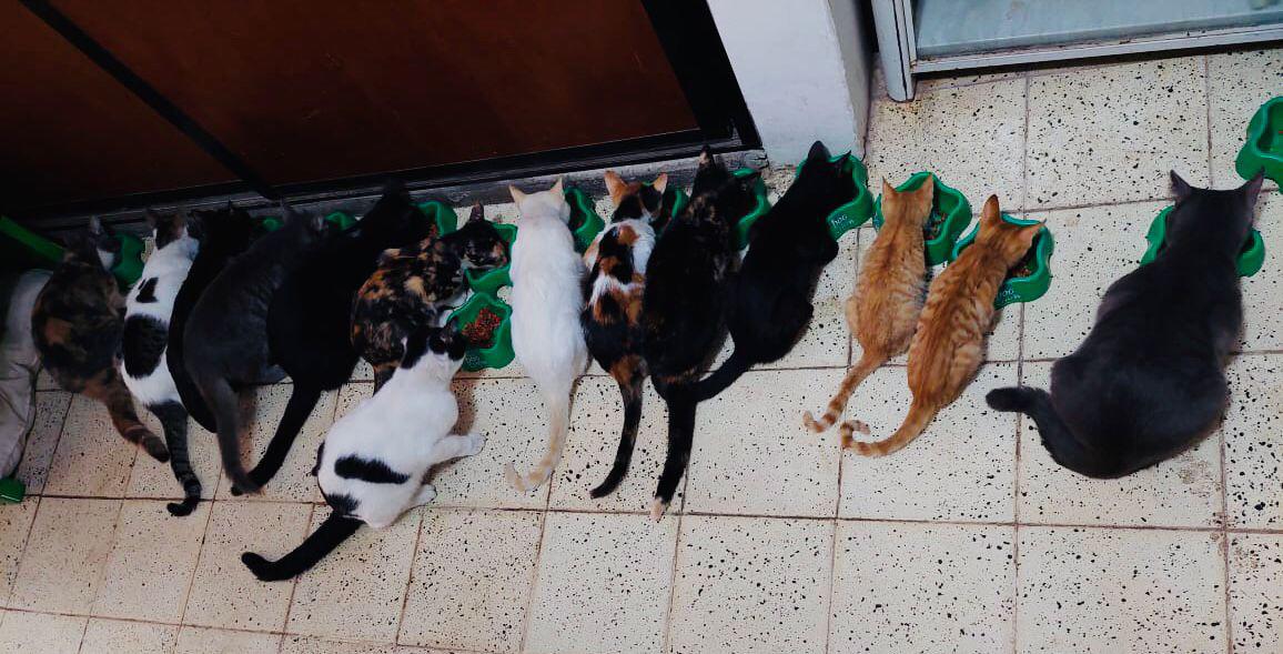 $!Vicente Sánchez es ‘El señor de los gatos de Catedral’ en Culiacán, protector de mininos callejeros