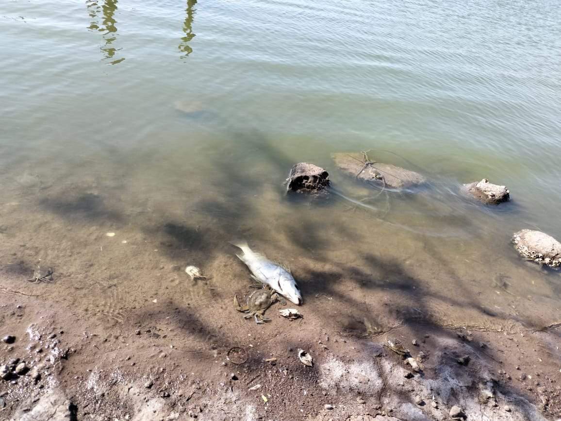 $!Genera temor mancha verde y espuma blanca en el Huizache-Caimanero